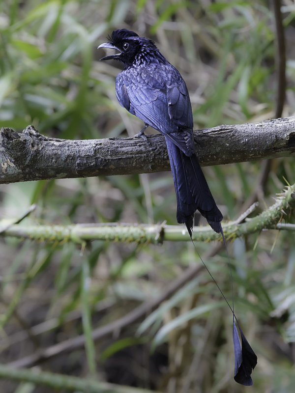 Greater Racket-tailed Drongo - Vlaggendrongo - Drongo  raquettes