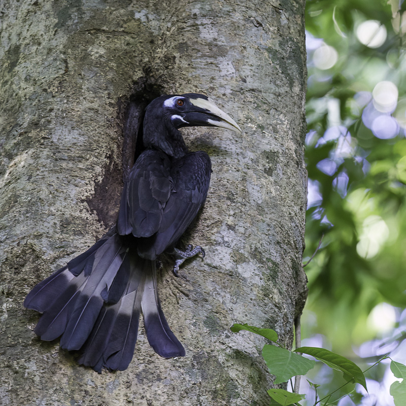 Bushy-crested Hornbill - Zwartkuifneushoornvogel - Calao largup (f)