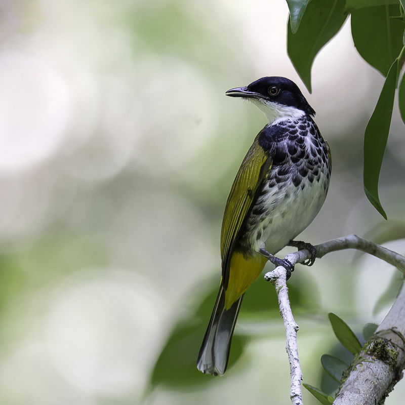 Scaly-breasted Bulbul - Schubborstbuulbuul - Bulbul caill