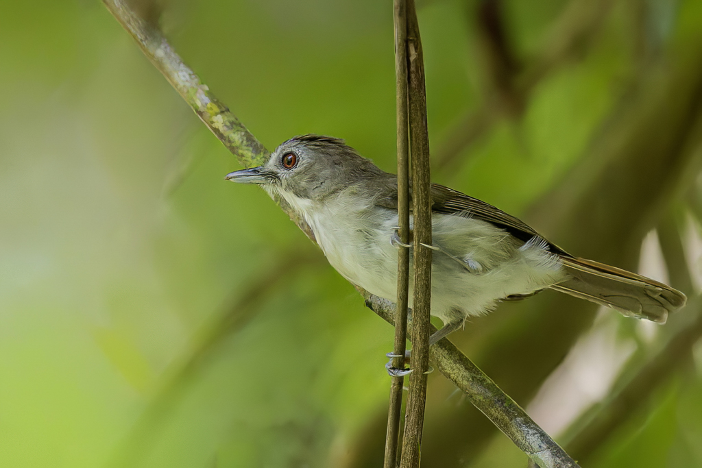 Moustached Babbler - Snortwijgtimalia - Akalat moustachu
