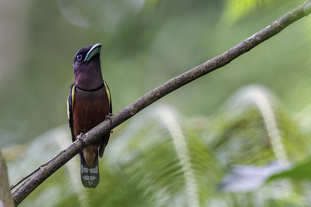 Banded Broadbill - Javaanse Hapvogel - Eurylaime de Horsfield