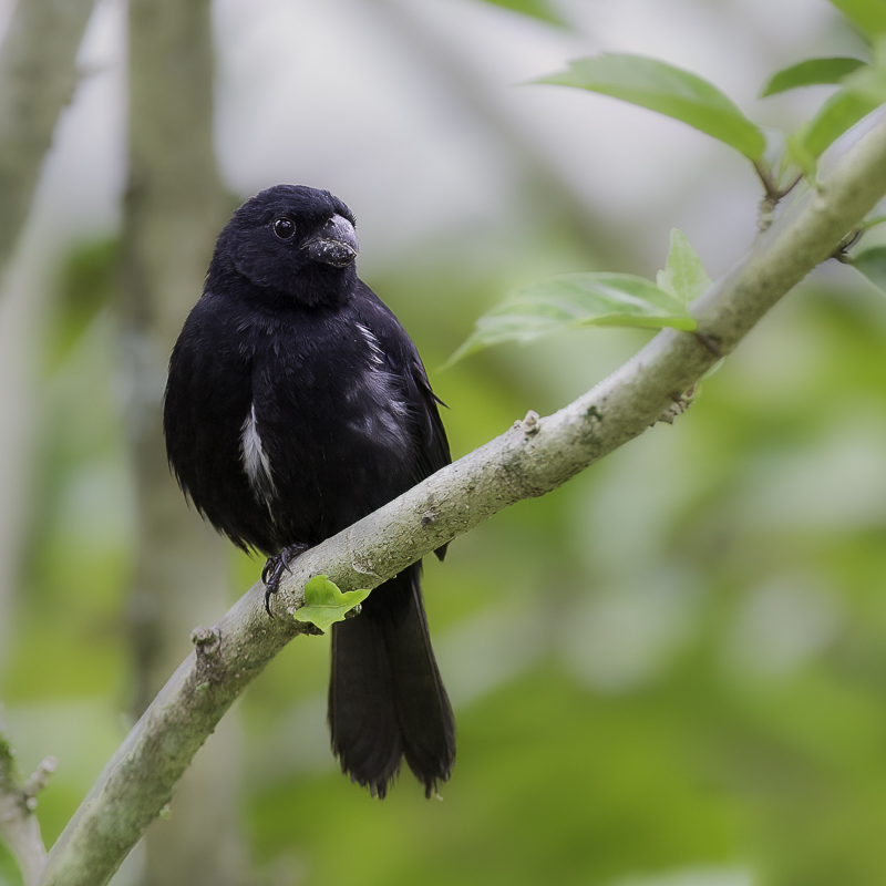 Variable Seedeater - Noordelijk Bont Dikbekje - Sporophile variable (m)