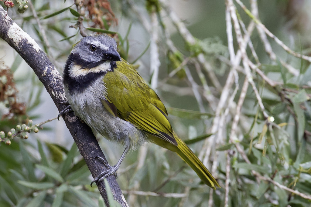Buff-throated Saltator - Bontkeelsaltator - Saltator des grands-bois