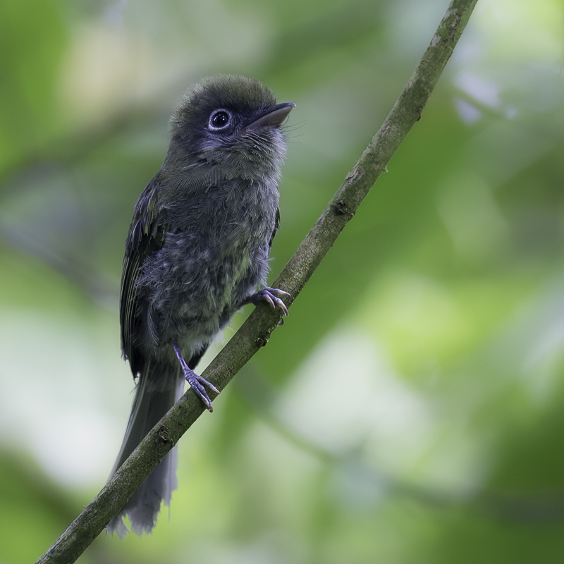 Eye-ringed Flatbill - Brilbreedbektiran - Tyranneau  bec court