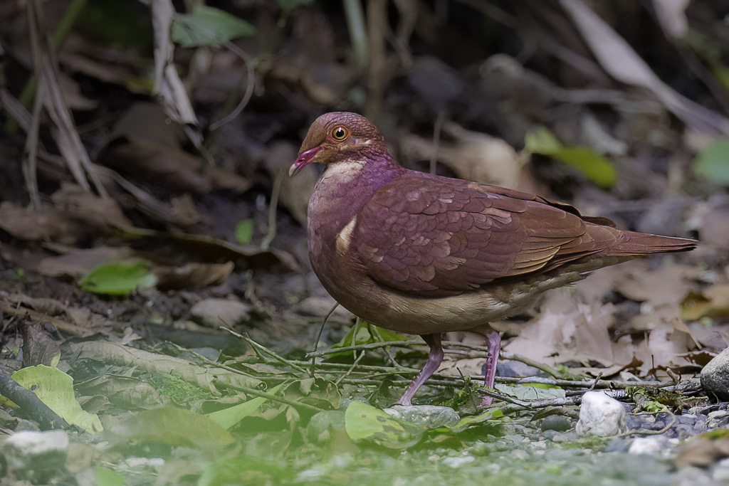 Ruddy Quail-Dove - Bergkwartelduif - Colombe rouviolette