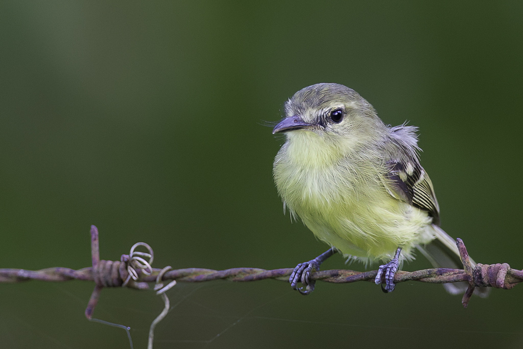Yellow Tyrannulet - Gele Looftiran - Tyranneau flavole