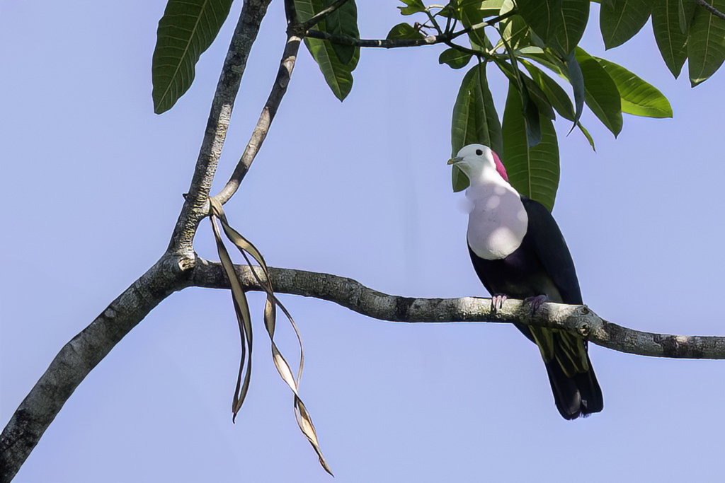 Red-naped Fruit Dove - Roodnekjufferduif - Ptilope de Sumba