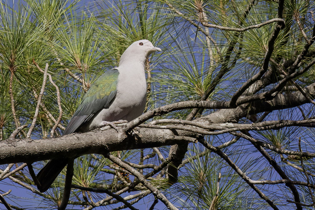 Green Imperial Pigeon - Groene Muskaatduif - Carpophage pauline