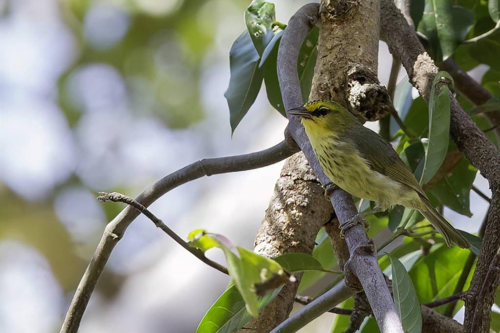 Spot-breasted Heleia - Timorbrilvogel - Zostrops de Timor