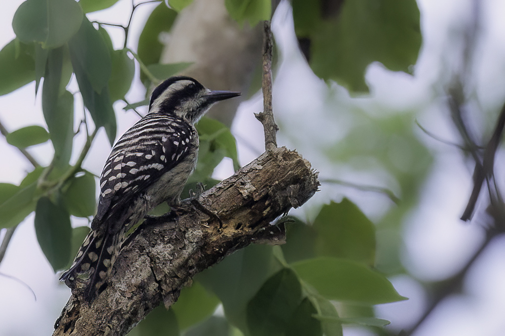 Sunda Pygmy Woodpecker - Bruinkapspecht - Pic nain