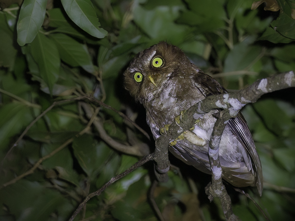 Flores Scops Owl - Floresdwergooruil - Petit-duc de Flors