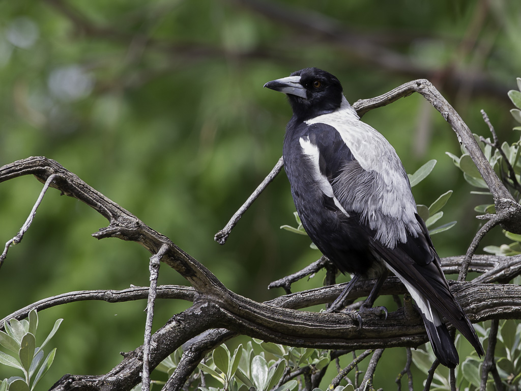 Australian Magpie - Zwartrugfluitvogel - Cassican flteur