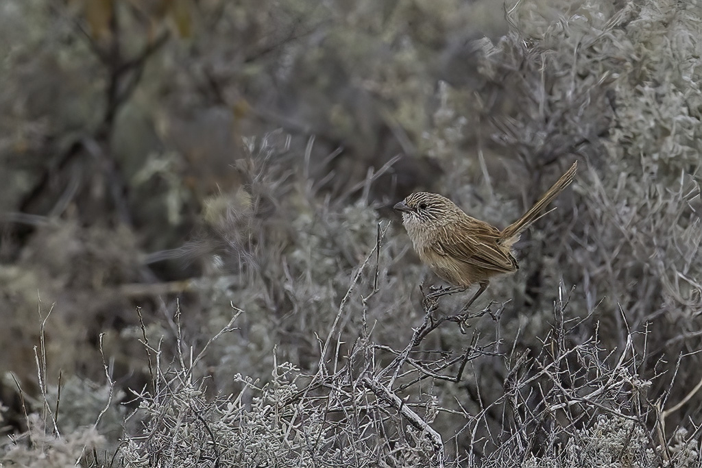 Thick-billed Grasswren - Oostelijke Grassluiper - Amytis  bec fort