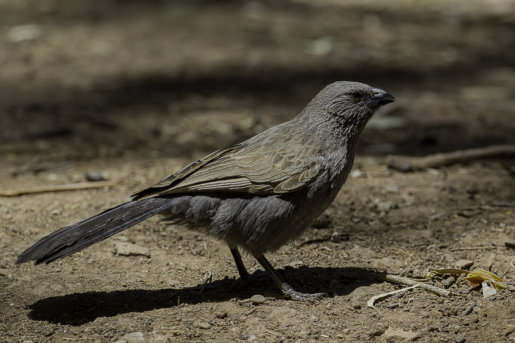 Apostlebird - Apostelvogel - Aptre gris
