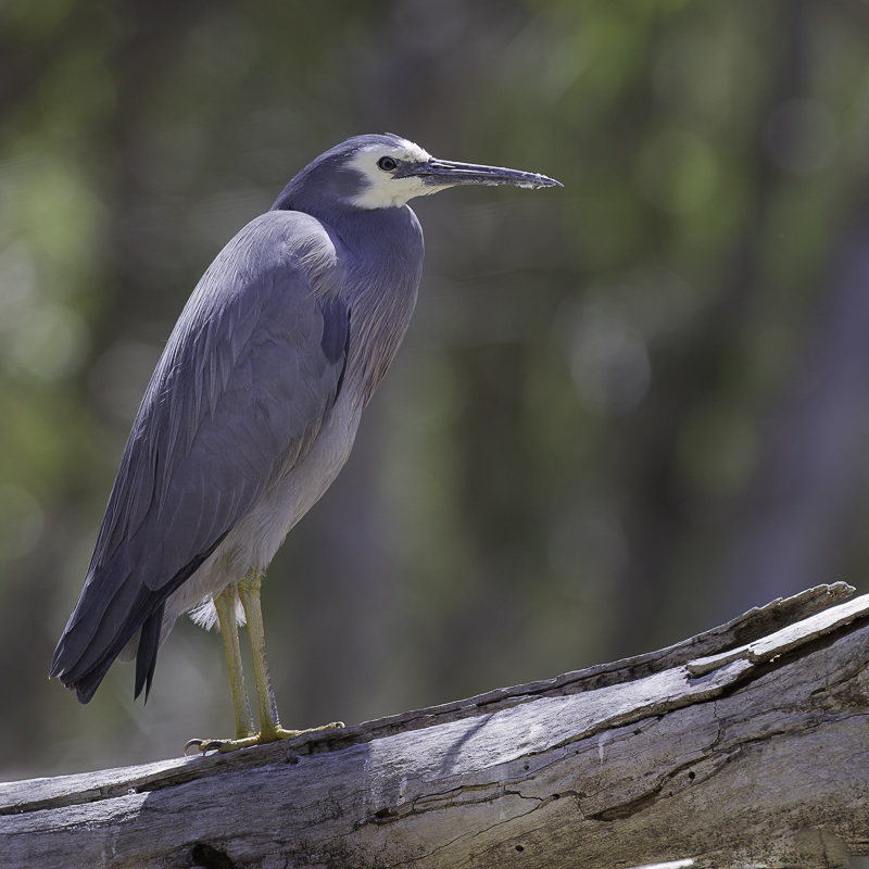 White-faced Heron - Witwangreiger - Aigrette  face blanche