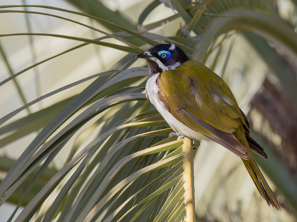 Blue-faced Honeyeater - Blauwwanghoningeter - Mliphage  oreillons bleus