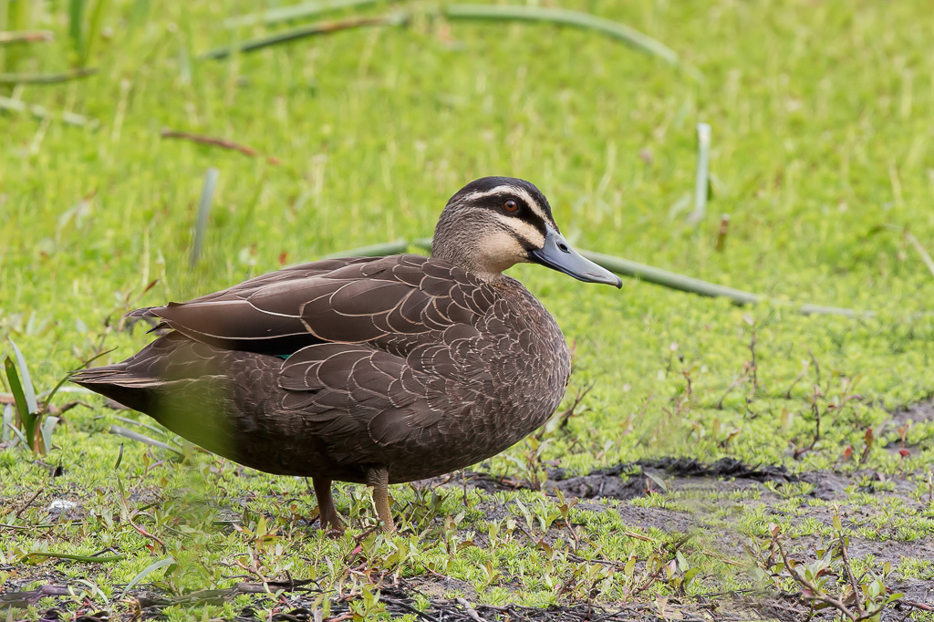 Pacific Black Duck - Wenkbrauweend - Canard  sourcils