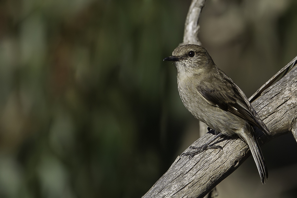 Dusky Robin - Tasmaanse Vliegenvanger - Miro de Tasmanie