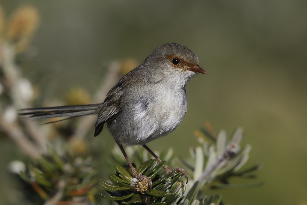 Superb Fairywren - Ornaatelfje - Mrion superbe (f)