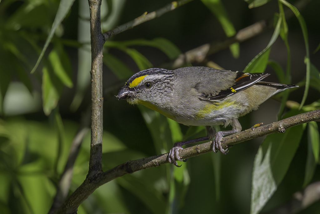 Striated Pardalote - Geelvlek-diamantvogel - Pardalote  point jaune