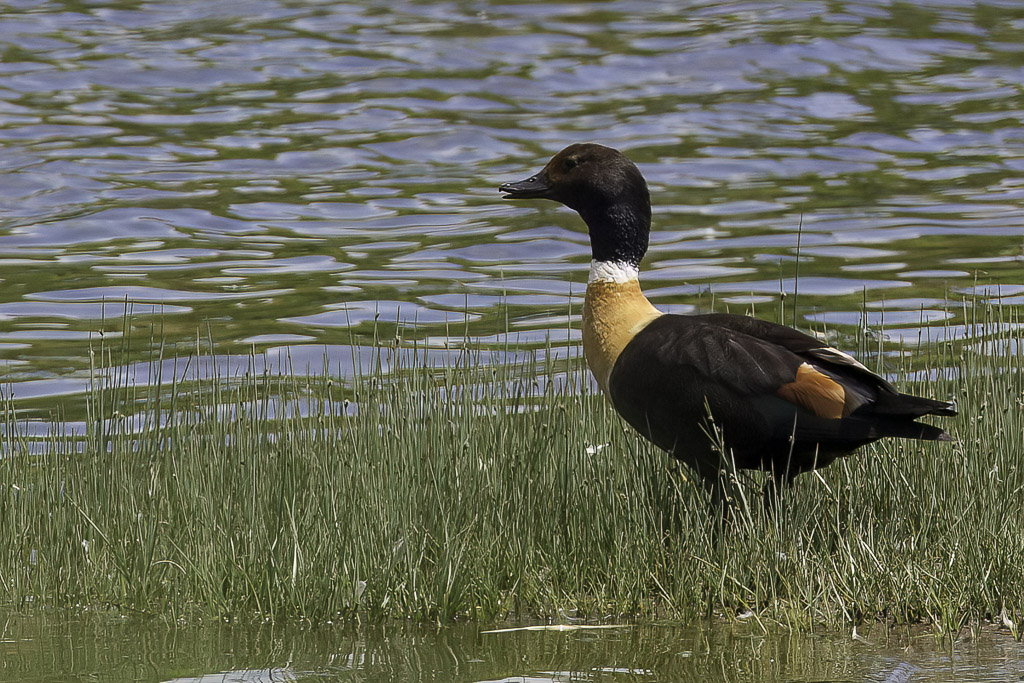 Australian Shelduck - Australische Bergeend - Tadorne dAustralie