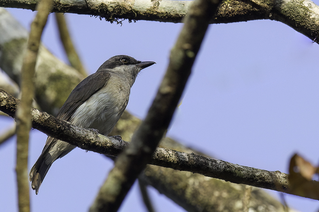 Malabar Woodshrike - Malabarrupsklauwier - Tphrodorne de Malabar