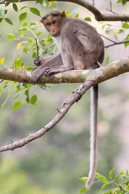 Bonnet macaque