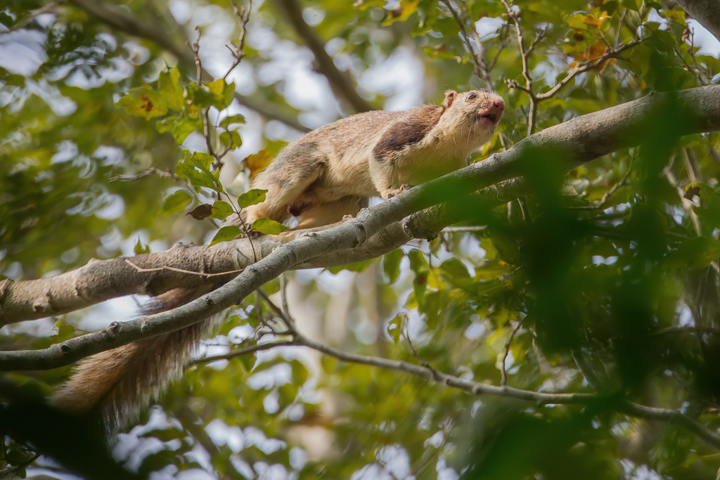 Grizzled giant squirrel