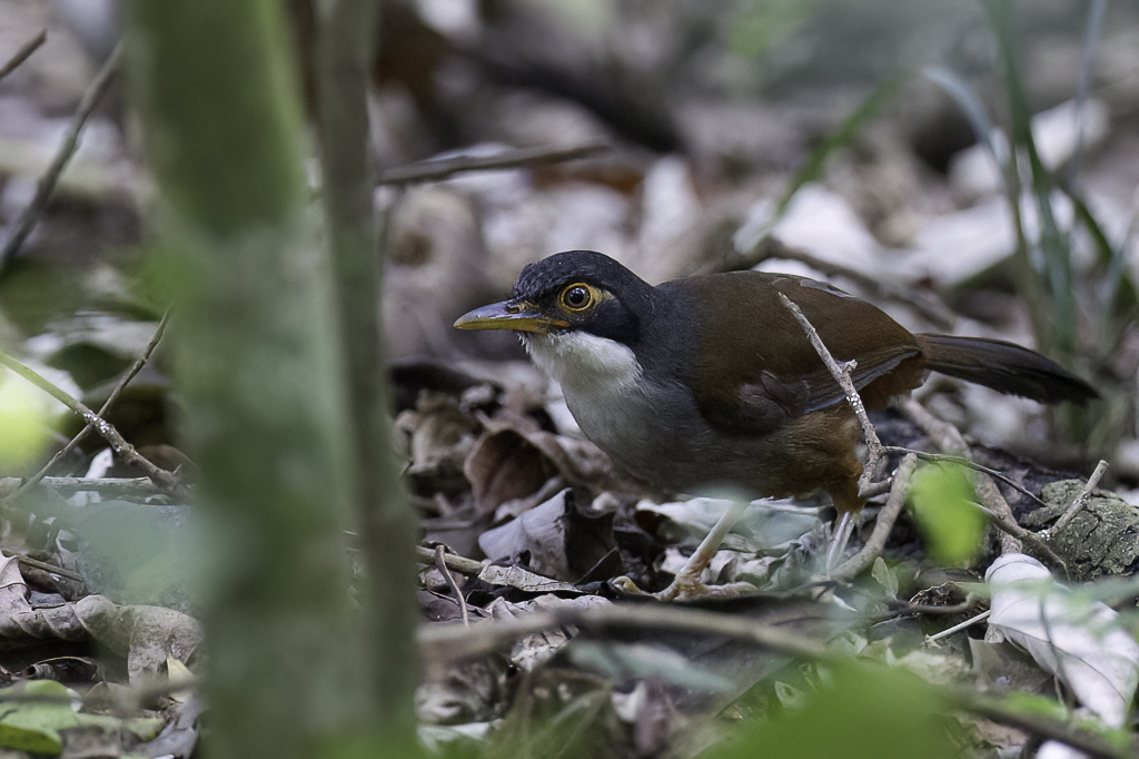 Wayanad Laughingthrush - Indiase Roodbuiklijstergaai - Garrulaxe de Delessert
