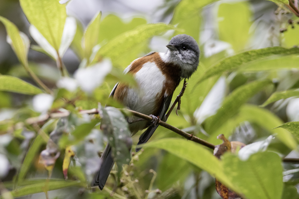 Bay-chested Warbling Finch - Roestborstboomgors - Tangara  poitrine baie