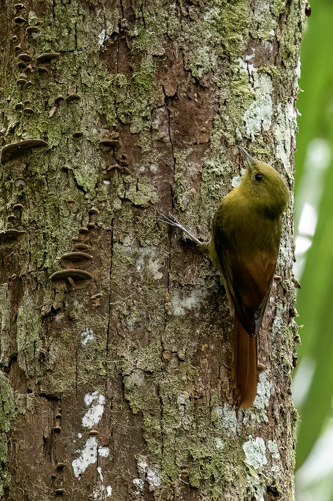 Olivaceous Woodcreeper - Grijze Muisspecht - Grimpar fauvette