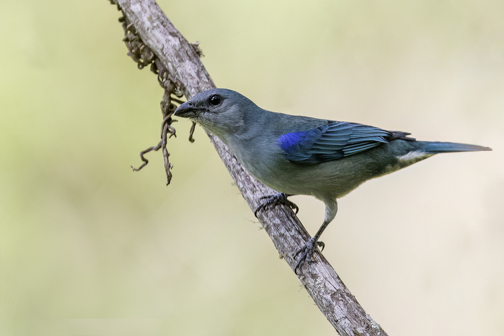 Azure-shouldered Tanager - Azuurschoudertangare - Tangara  paulettes bleues