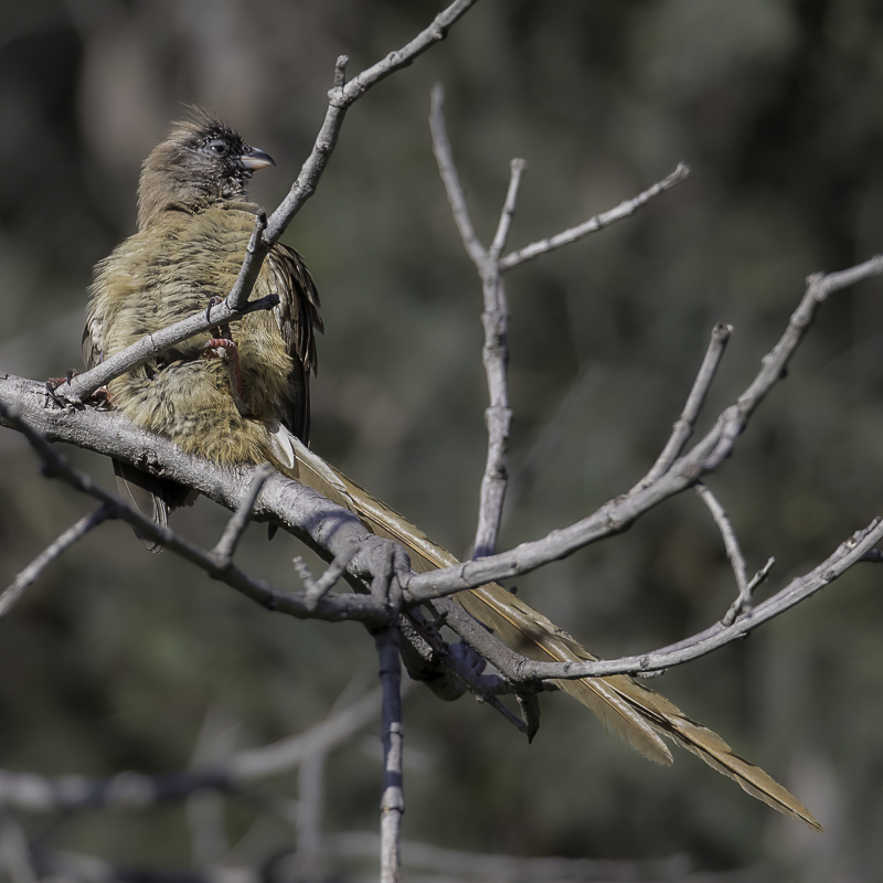 Red-backed Mousebird - Roodstuitmuisvogel - Coliou  dos marron