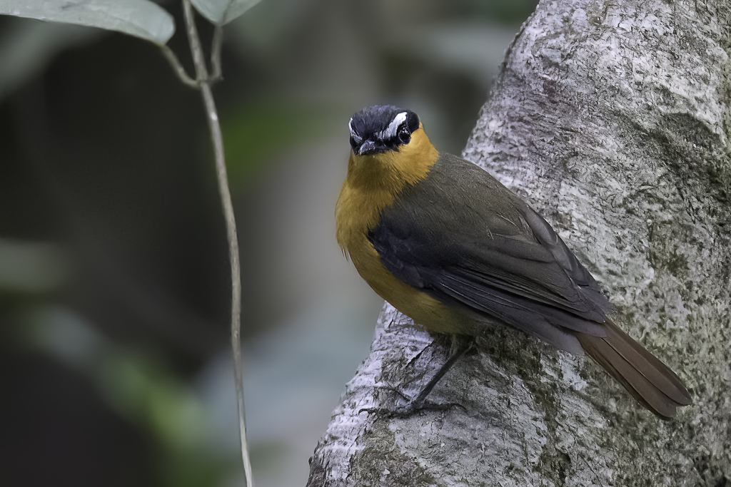 Grey-winged Robin-Chat - Grijsvleugeljanfrederik - Rougegorge  sourcils blancs