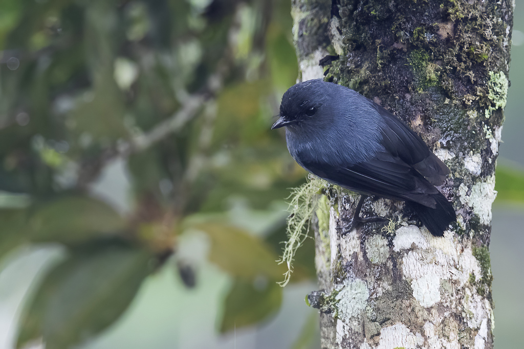 Slaty Robin - Leizwarte Struikvliegenvanger - Miro gris-bleu