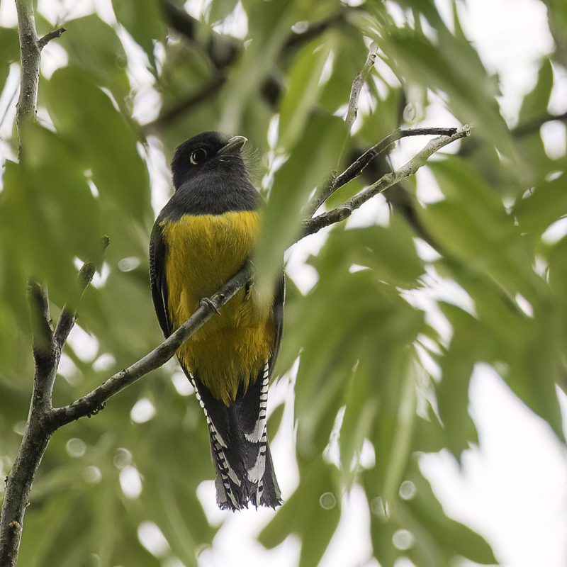 Gartered Trogon - Goulds Trogon - Trogon pattu (m)