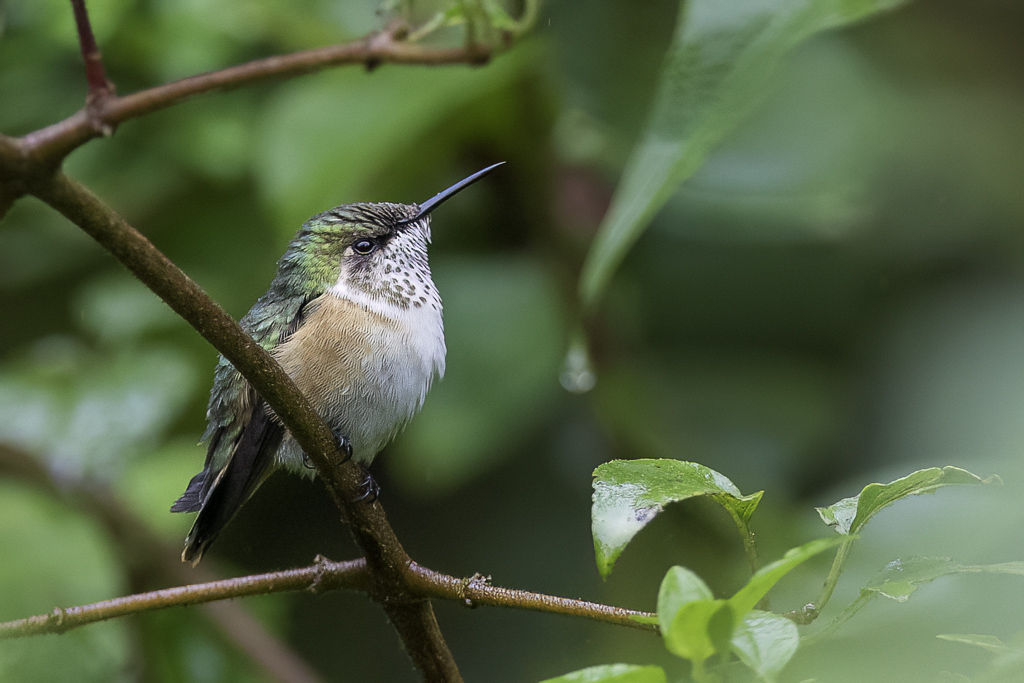 Bumblebee Hummingbird - Hommelkolibrie - Colibri hlose (f)