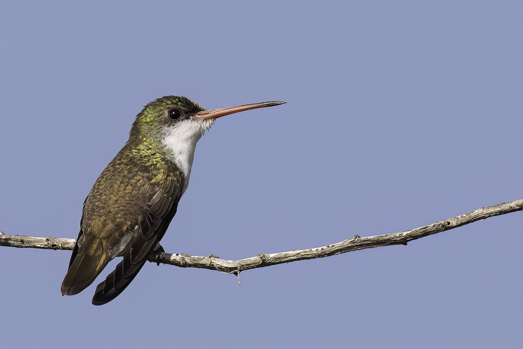 Green-fronted Hummingbird - Groenvoorhoofdamazilia - Ariane  front vert