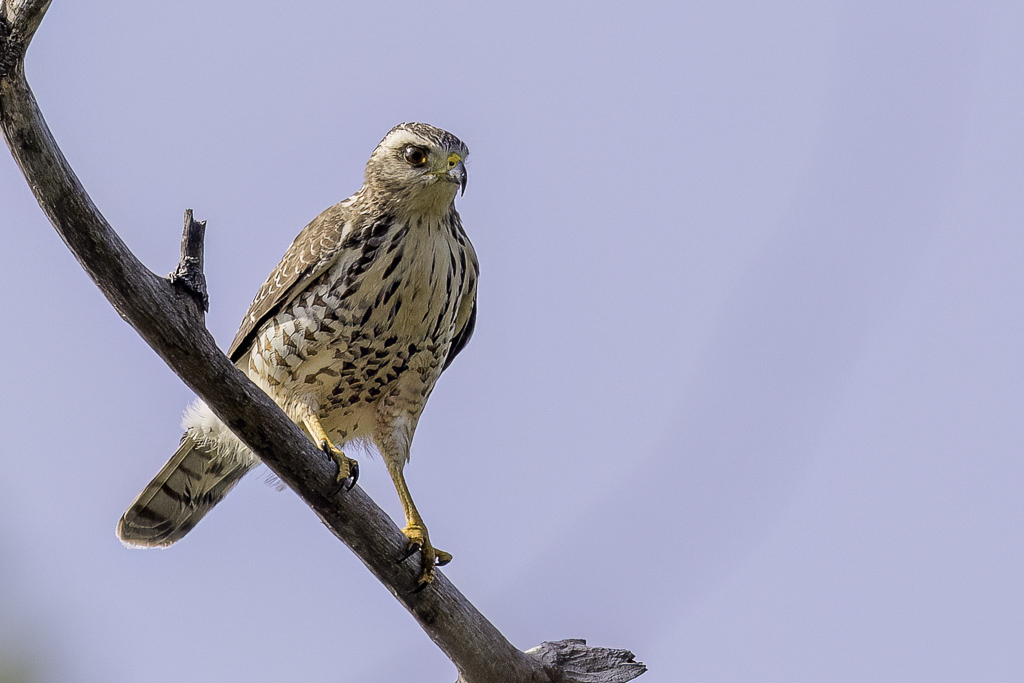 Roadside Hawk - Wegbuizerd - Buse  gros bec (j)