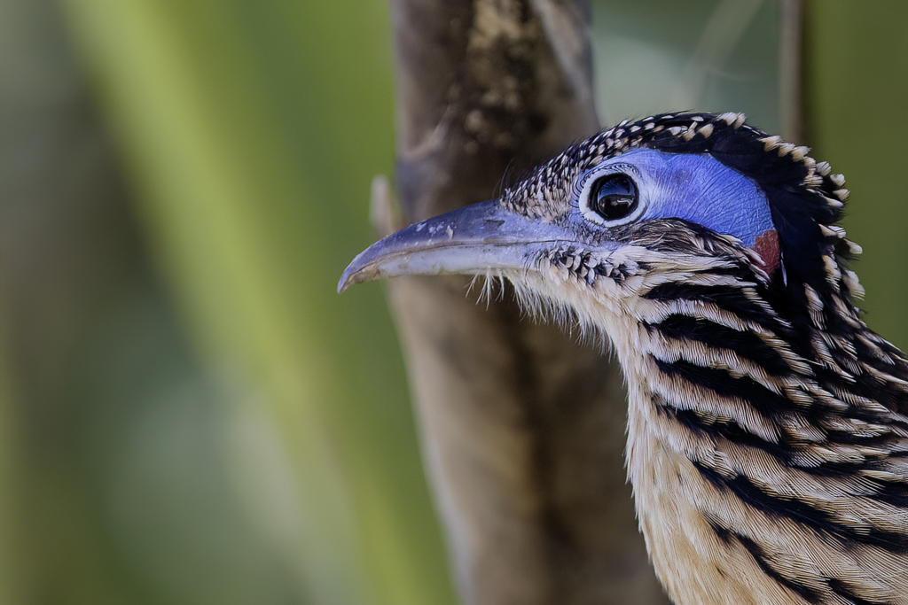 Lesser Roadrunner - Kleine Renkoekoek - Gocoucou vloce