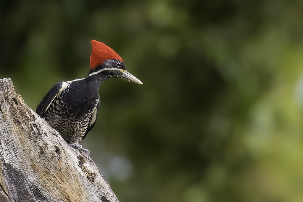 Lineated Woodpecker - Gestreepte Helmspecht - Pic ouentou