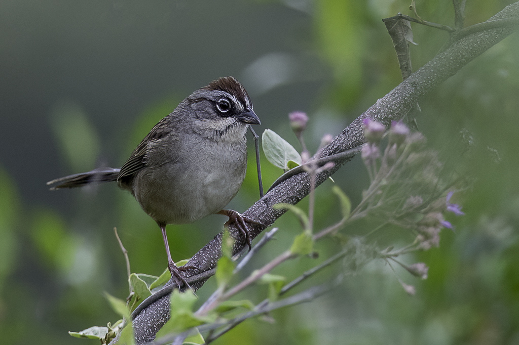 Oaxaca Sparrow - Oaxacagors - Tohi dOaxaca