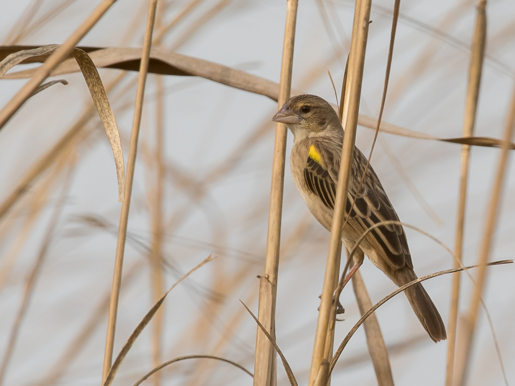 Yellow-mantled Widowbird - Geelrugwidavink - Euplecte  dos dor