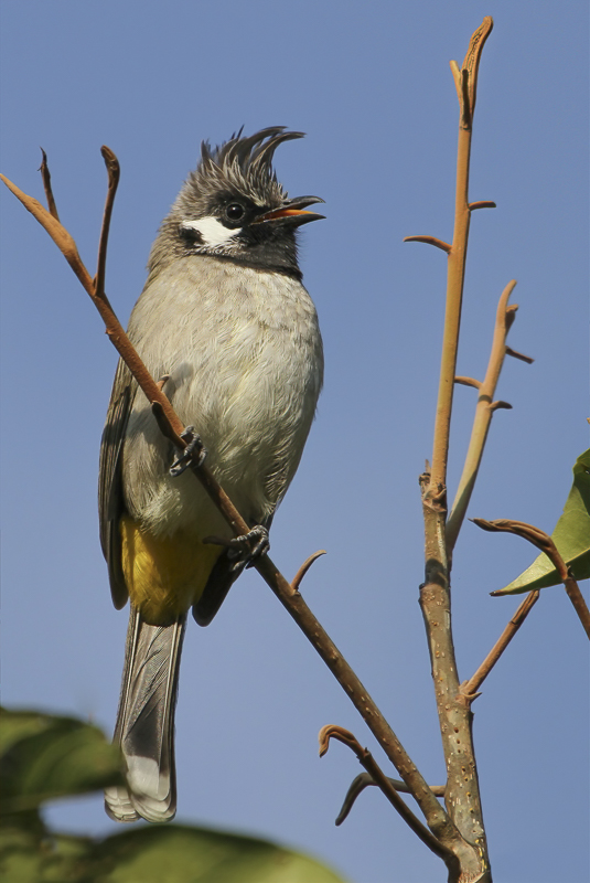 Birds of Nepal 2011