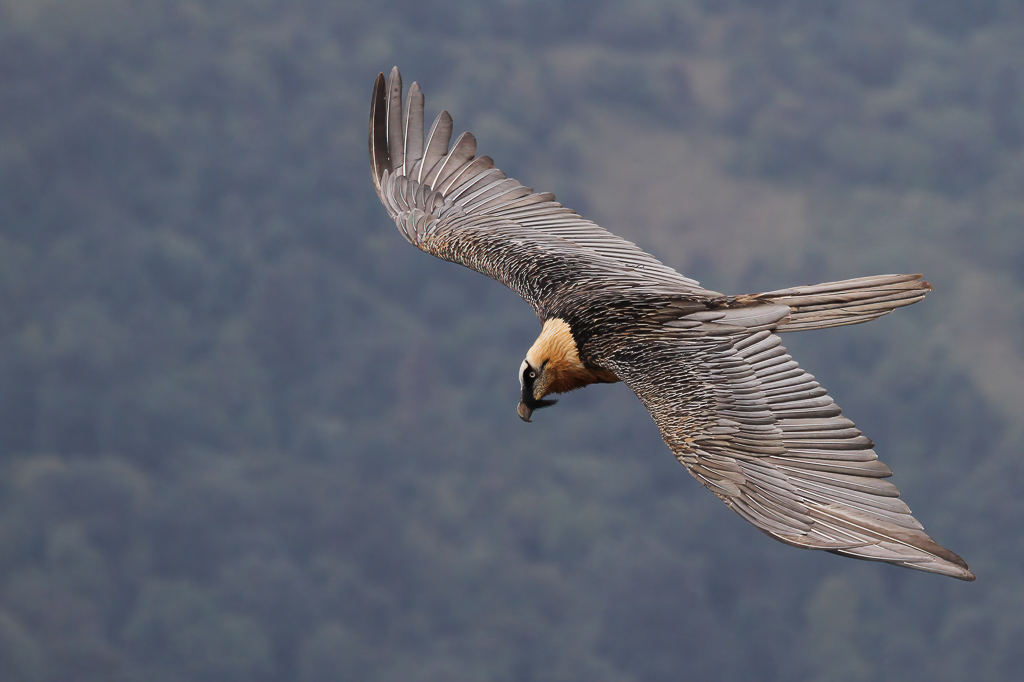 Bearded Vulture - Lammergier - Gypate barbu