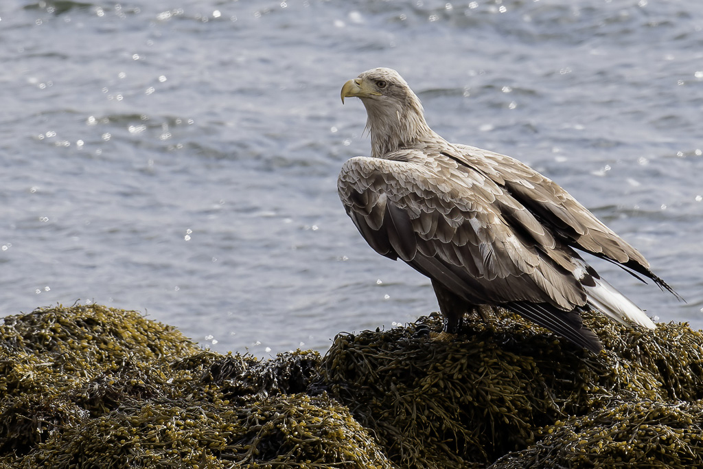 White-tailed Eagle - Zeearend - Pygargue  queue blanche