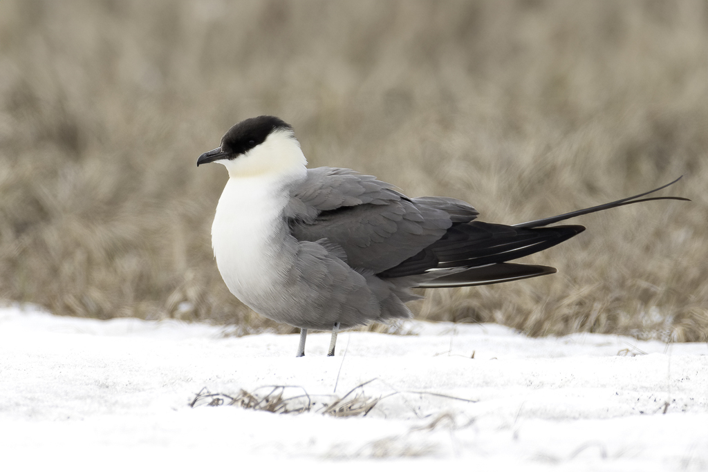 Long-tailed Jaeger - Kleinste Jager - Labbe  longue queue