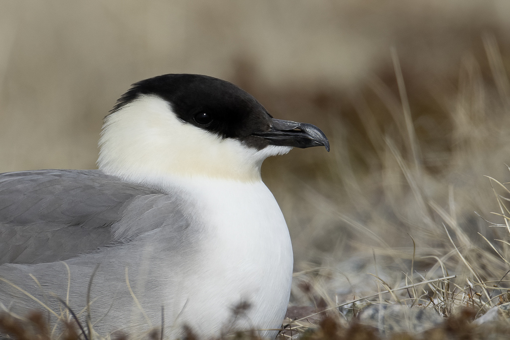 Long-tailed Jaeger - Kleinste Jager - Labbe  longue queue