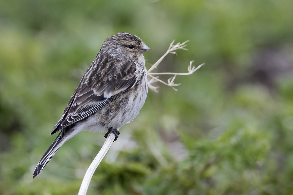 Twite - Frater - Linotte  bec jaune