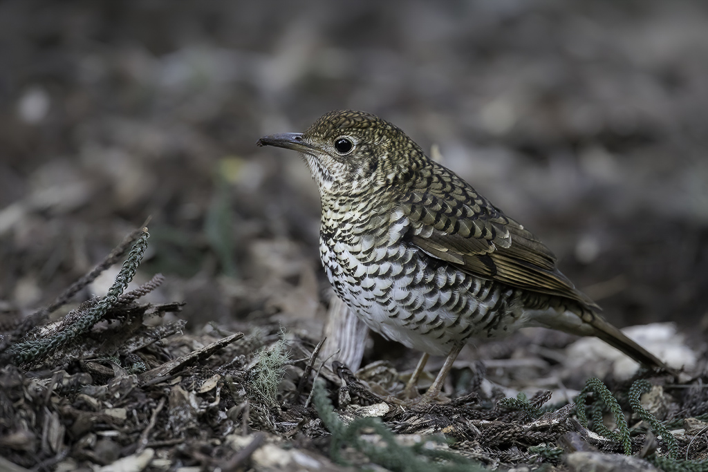 Russet-tailed Thrush - Papuagoudlijster - Grive de Heine